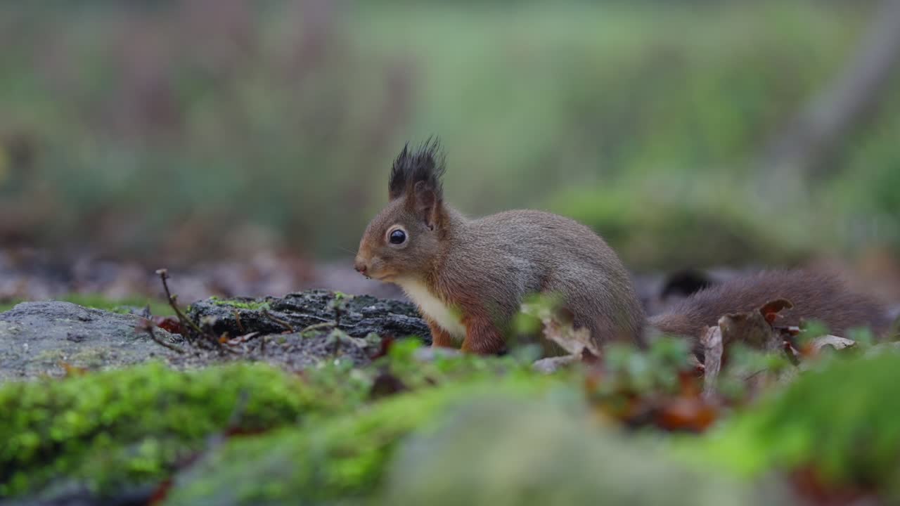 Lo scoiattolo rosso Sciurus vulgaris resta immobile sul terreno muschioso della foresta, con il respiro lento visibile