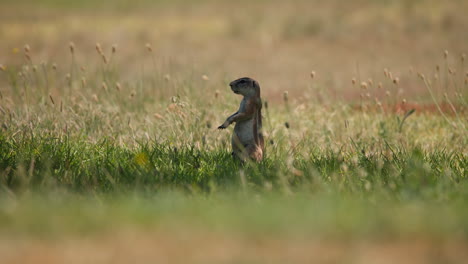 A-Squirrel-Standing-Up-In-The-Grass-In-Slow-Motion,-Telephoto-Wide-Shot