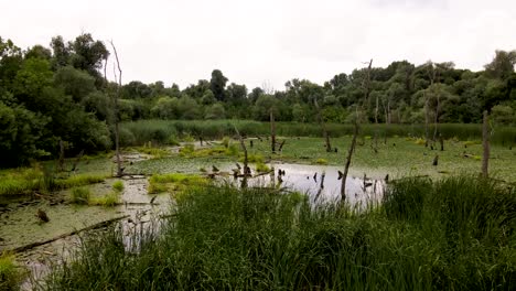 green algae covered swamp with dead trees surrounded by forest