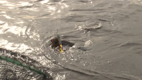 northern pike caught with a glide bait in it's mouth