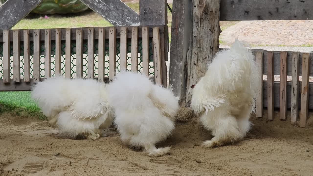 Fluffy White Chickens in a Pen