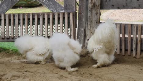 fluffy white chickens in a pen