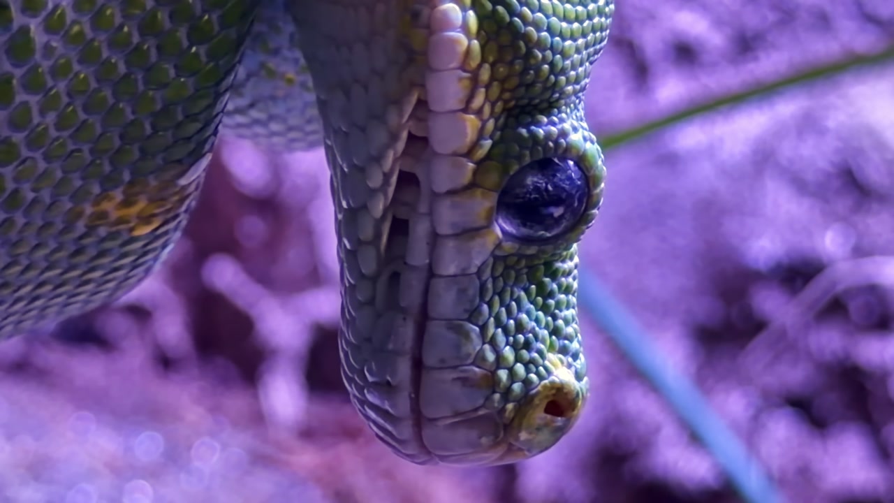Green python Morelia viridis from family Pythonidae order Squamata class Reptilia showing arboreal predatory behavior with detailed head and scale texture in terrarium habitat, macro close up reveal