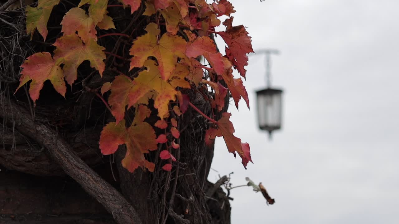 폴란드 크라쿠프에 있는 wawel royal castle에 있는 크리핑 아이비의 가까운 모습