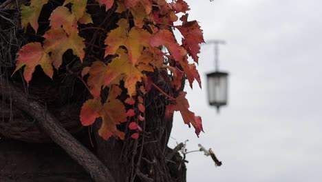 Close-up-view-of-creeping-ivy,-Wawel-Royal-Castle-in-Krakow,-Poland