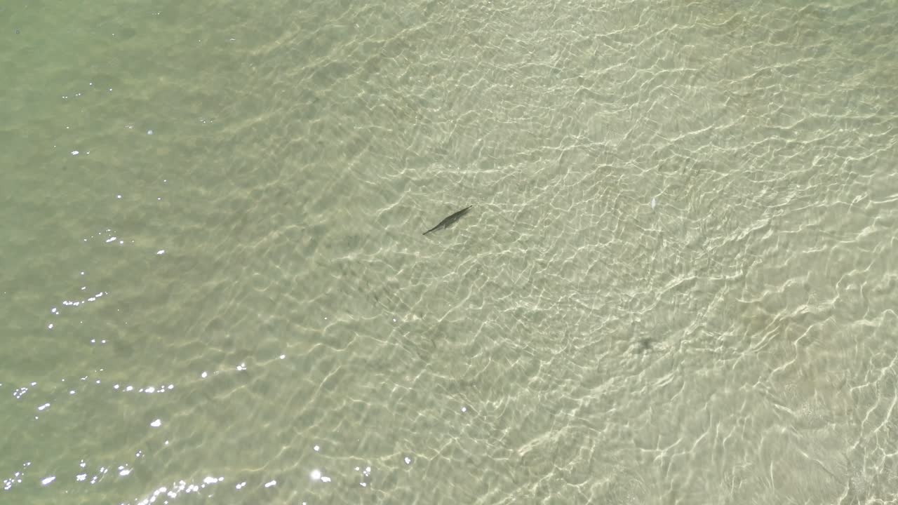 Top-down drone view of a shallow seawater surface while a Florida gar fish swimming in visible, Cape San Blas, Gulf County, Florida, USA