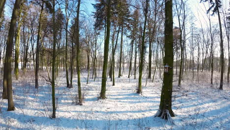 Antena-Fpv-Volando-Entre-Troncos-De-árboles-Sobre-Un-Paisaje-Invernal-Cubierto-De-Nieve