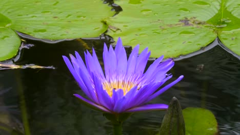 美しい紫色のスイレンの花を受粉ミツバチ