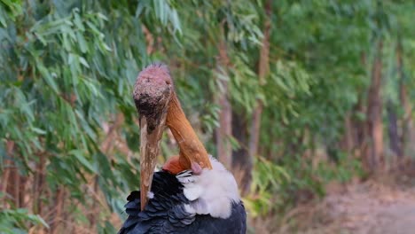 Greater-Adjutant,-Leptoptilos-dubius,-Buriram,-Thailand