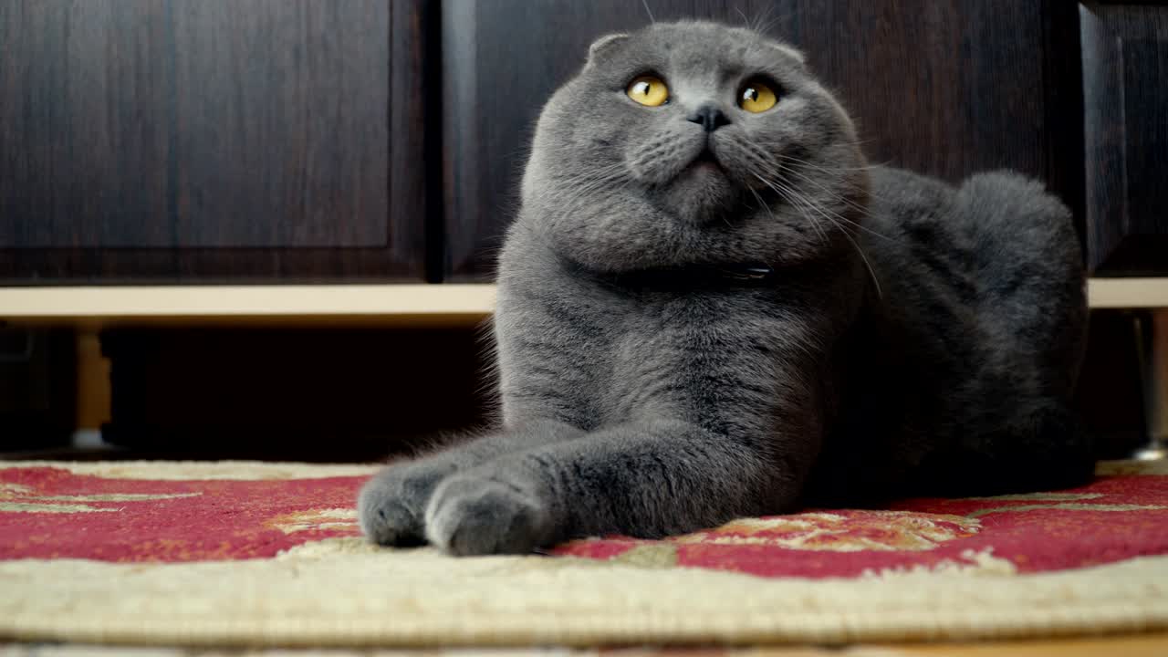 Gatto British Shorthair dalle orecchie piegate
