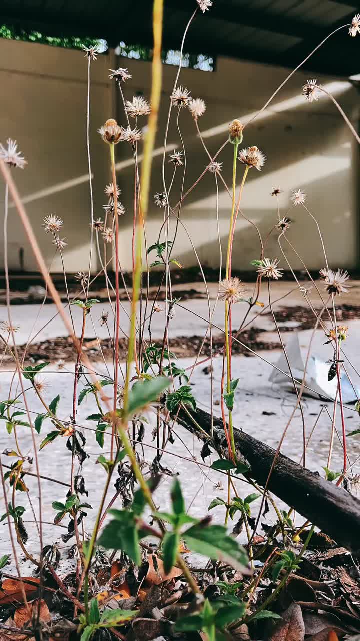 Flowers Growing in an Abandoned Building