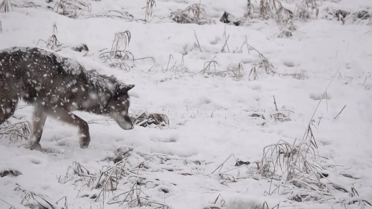 Alaskan Tundra Wolf chasing a mouse in the snow during a blizzard