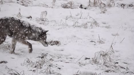 alaskan tundra wolf chasing a mouse in the snow during a blizzard