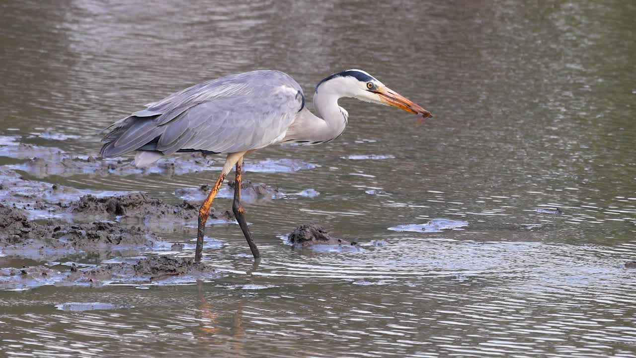 Frog struggles in beak of grey heron while it is rinsed in pond water