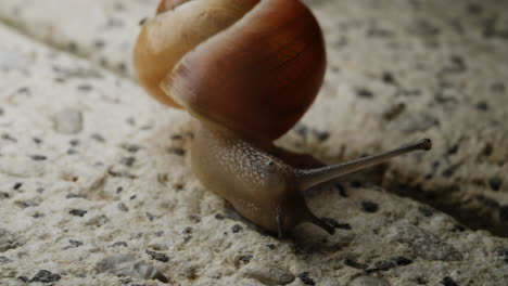 The-yellow-snail-elegantly-moves-from-one-location-to-another,-skillfully-traversing-between-different-spots-with-a-fluidity-that-suggests-a-harmonious-connection-to-its-surroundings