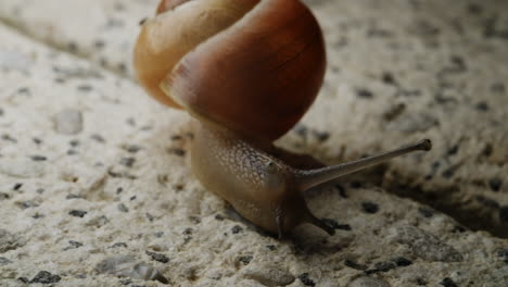 The yellow snail elegantly moves from one location to another, skillfully traversing between different spots with a fluidity that suggests a harmonious connection to its surroundings