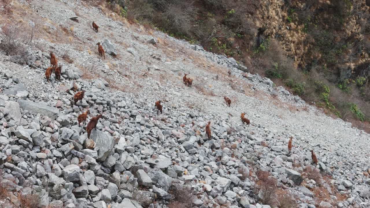 A Himalayan goat moves through the rugged highlands of Nepal, its natural agility suited to steep terrain and thin air in the high-altitude areas near the Everest Base Camp trail.