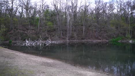 movement through a branch with leaves towards a small lake in which a tree is lying in the water