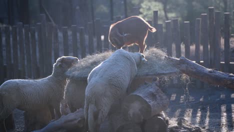 Static-shot-of-sheep-eating-fresh-hay-with-a-goat-standing-ontop