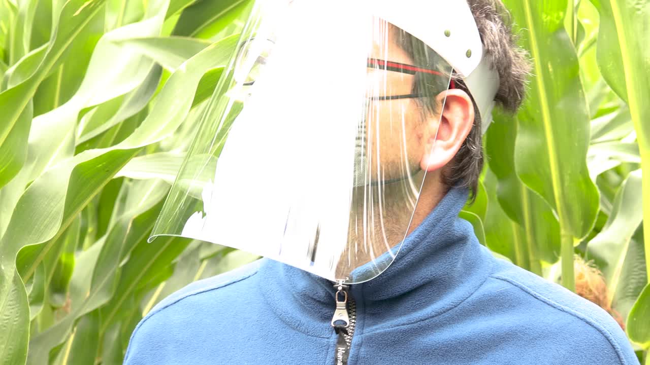 hombre caucásico con suéter azul, mascarilla y protector facial caminando por un campo de maíz y mirando a su alrededor con luz brillante desde arriba reflejada en la máscara protectora de plástico