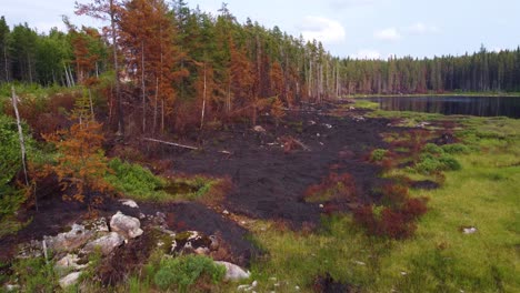 Verbrannter-Wald-Nach-Einem-Waldbrand-In-Quebec,-Kanada,-Zerstörte-Bäume-Und-Verwüstete-Landschaft