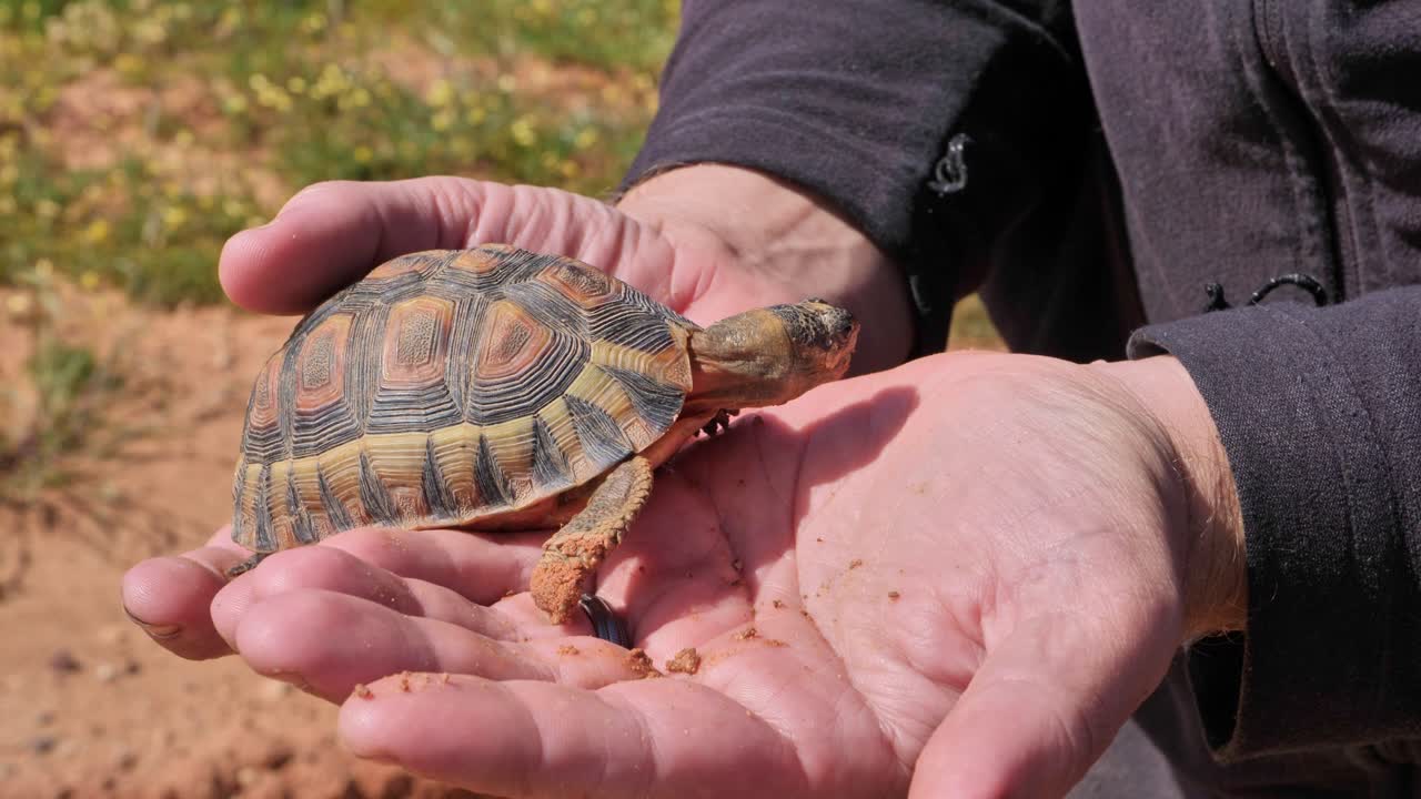 Small angulate tortoise in human hands, Karoo, South Africa, symbolizing conservation