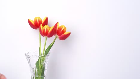 female florist puts fresh tulip flowers in a glass vase and making floral arrangements at home. mother's day decorating concept on white clean rustic background, 4k uhd video shot.