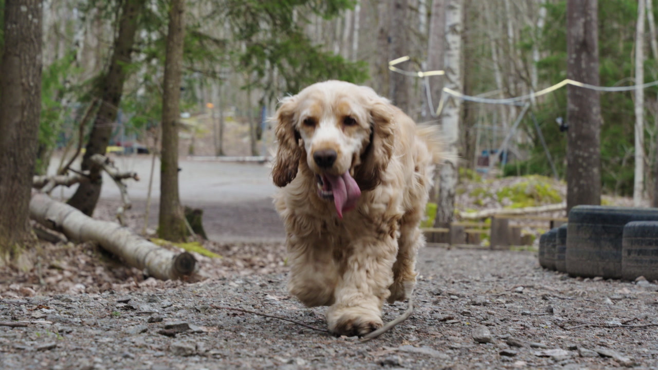 Slow motion footage of a cocker spaniel walking towards the camera