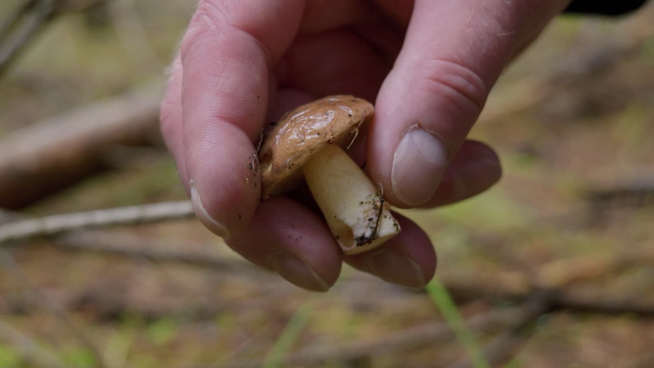 The image depicts a hand holding a small, freshly picked mushroom with a brown cap and white stem, still dirt-covered. The background highlights foraging in a natural setting.