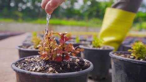 Greenhouse-cultivation-in-slow-motion.