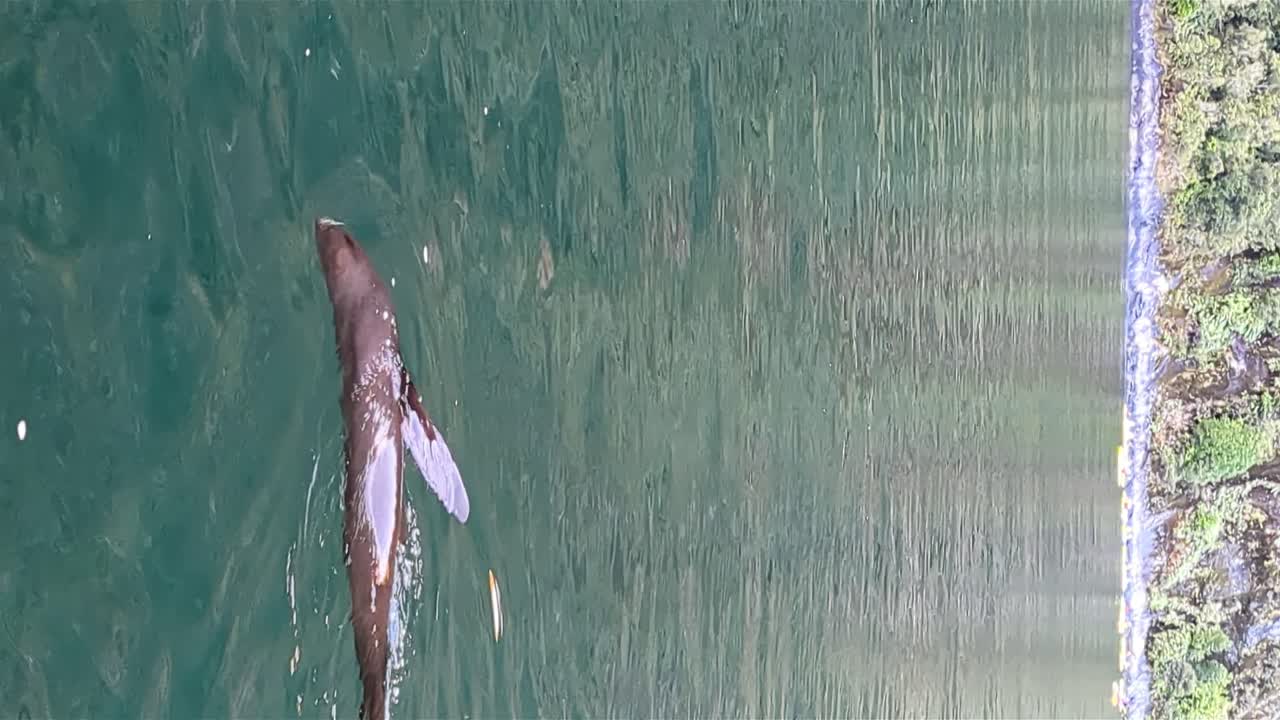 Cute And Playful New Zealand Fur Seal Swimming Next To Tourist Boat Cruise In Milford Sound