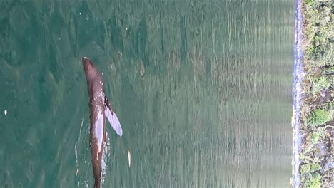 Cute-And-Playful-New-Zealand-Fur-Seal-Swimming-Next-To-Tourist-Boat-Cruise-In-Milford-Sound