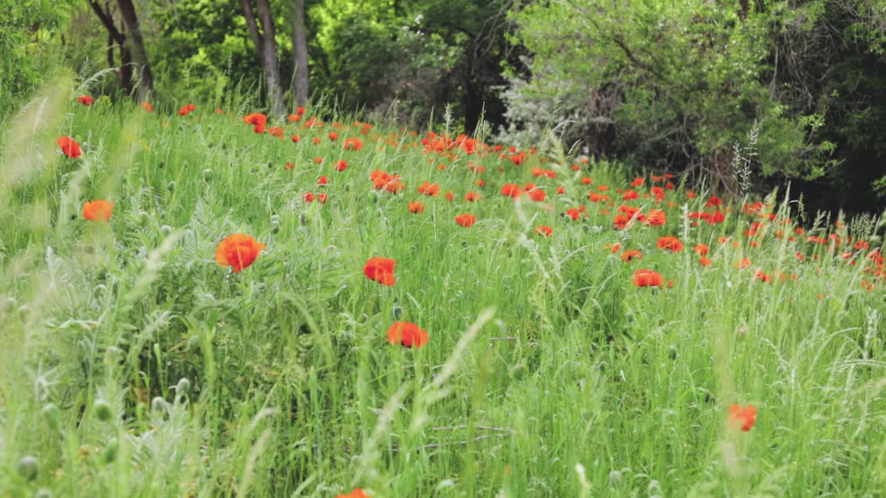 북부 유타 1080p 60fps의 야생 붉은 양귀비 꽃으로 가득한 들판