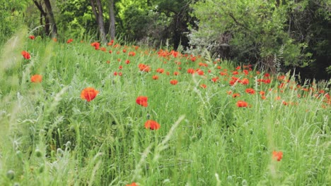 Feld-Voller-Wilder-Roter-Mohnblumen-Im-Norden-Utahs-1080p-60fps