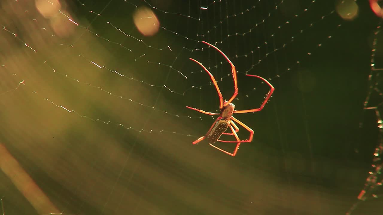 망 을  ⁇ 는  ⁇ 구리 짜는 거미, 각도 있는 뒤쪽 근접 사진