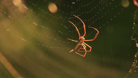 Orb-weaver-spider-spinning-a-web,-angled-rear-close-up-view