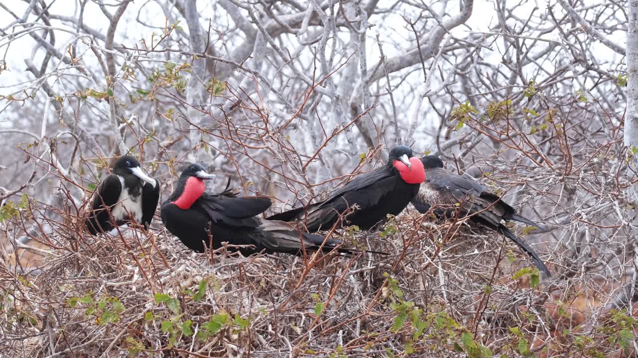 gran ave fragata macho peleó contra otra gran ave fragata macho descansando en su nido en seymour norte, galápagos