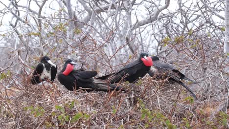 male great frigatebird fought on other male great frigatebird resting on its nest in north seymour, galapagos