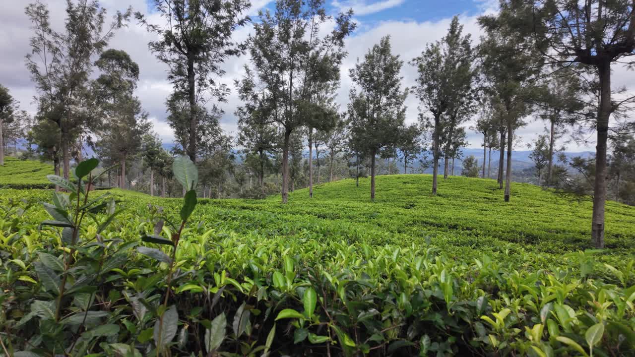 Rolling hills of a lush tea plantation with tall trees in Bandarawela, Sri Lanka. The scenery is calm and peaceful, offering a glimpse into the natural beauty of the region.