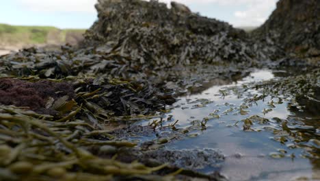 A-slow-panning-shot-with-a-shallow-depth-of-field-looks-across-a-reflective-rock-pool-of-seawater-with-bladder-wrack-seaweed-in-the-foreground-in-summer