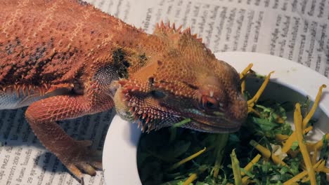 bearded dragon eating vegetables