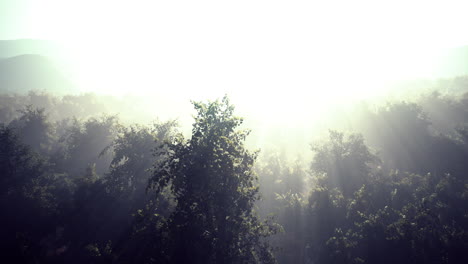 Niebla-En-Un-Bosque-A-Vista-Aérea