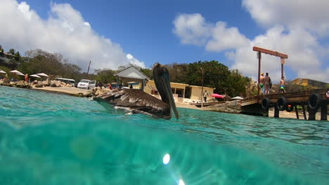 a pelican swimming on a sunday afternoon