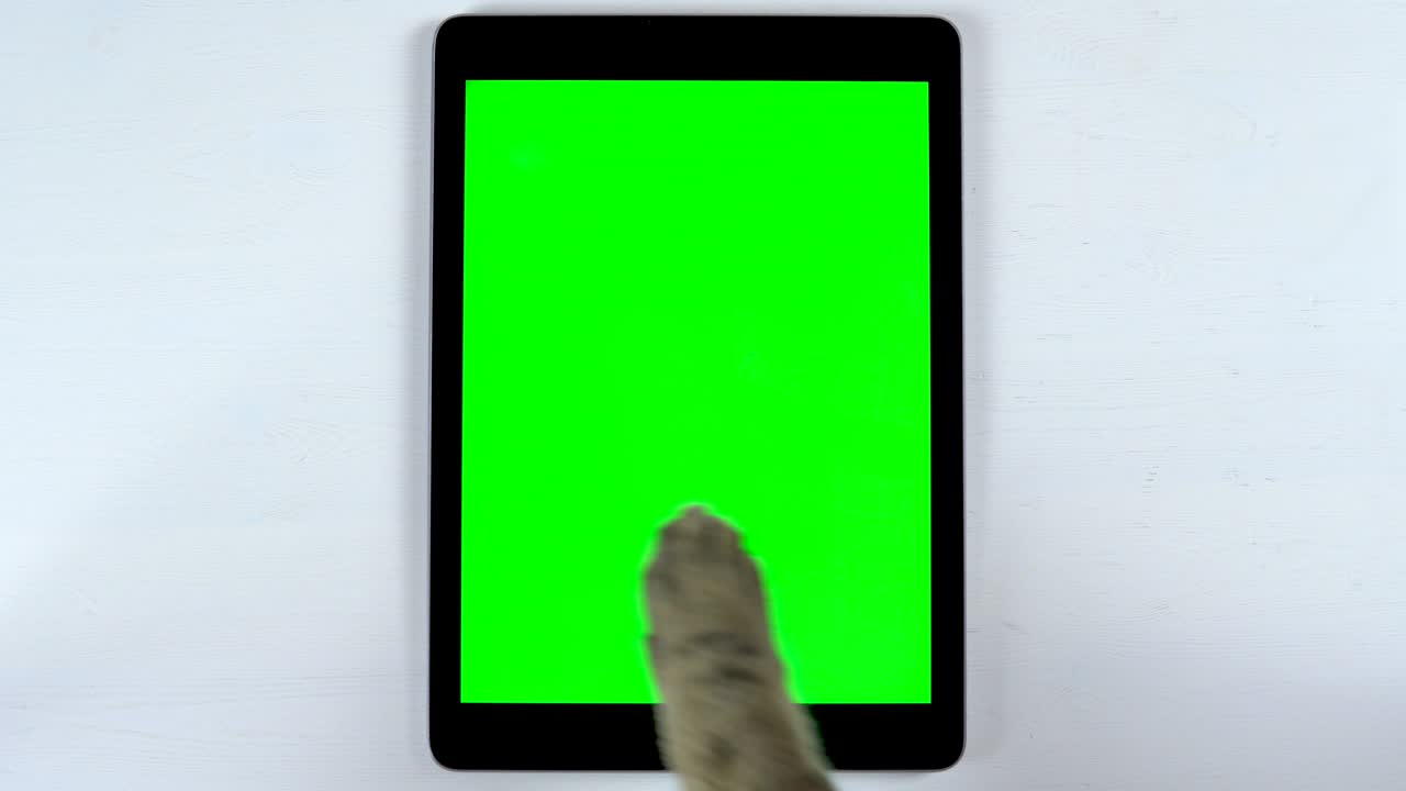 Il gatto usa un tablet. Primo piano della zampa di un gatto che scorre su un tablet e scrive in una chat. Tablet con sfondo verde.