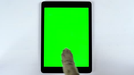 the cat uses a tablet. close-up of a cat's paw makes swipe on a tablet and writes in a chat. tablet with a green background.