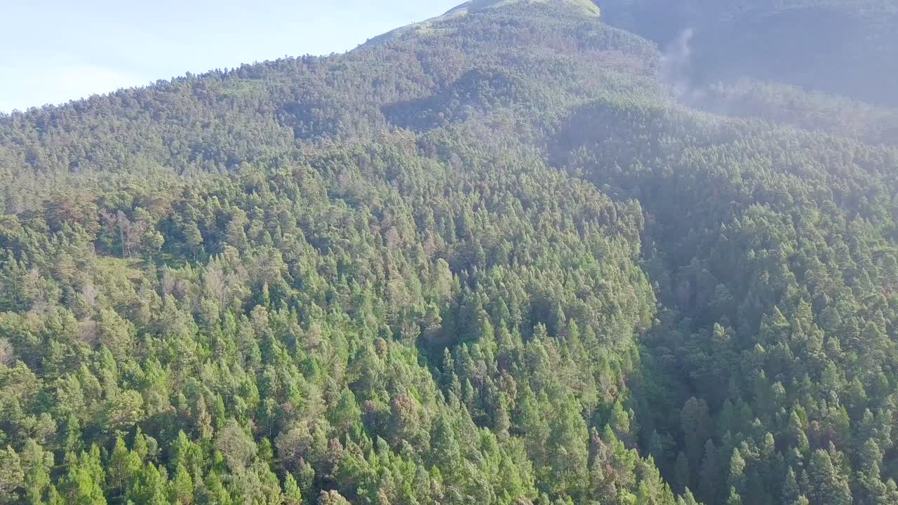 sobrevuelo aéreo denso bosque que crece en la montaña durante el día soleado en indonesia
