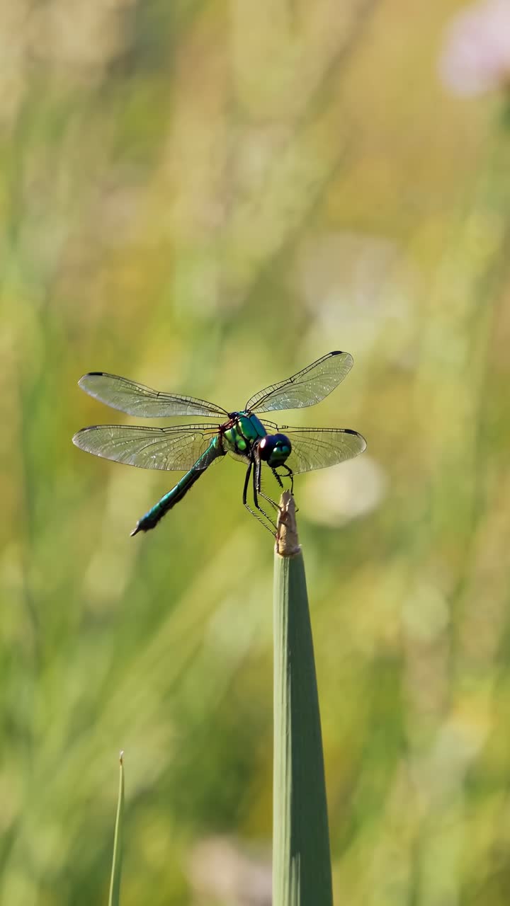 Close-up video of a dragonfly perched on a leaf, captured from a side angle