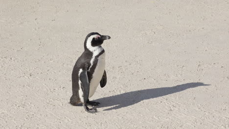 pingüino africano en la arena solo, secándose y limpiándose en boulders beach, península del cabo, sudáfrica