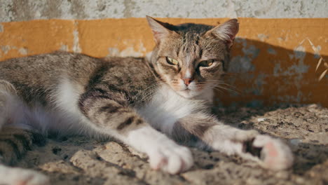 closeup lazy cat basking sunshine on hot concrete surface. animal enjoying sun