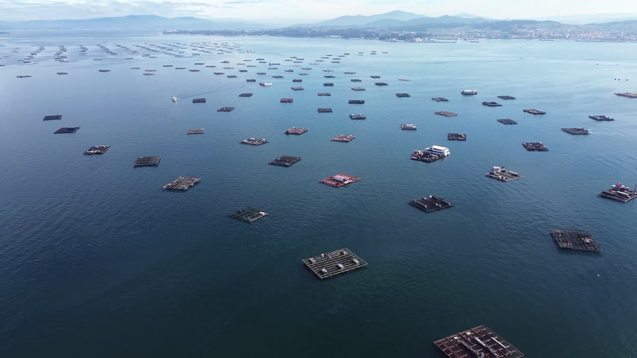 Aerial drone view of mussel rafts o the sea in Pontevedra, Spain